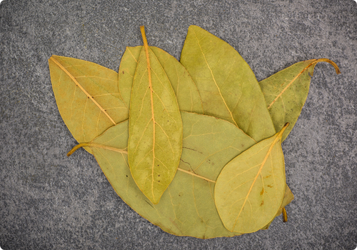 Magiqa-Bay-leaf