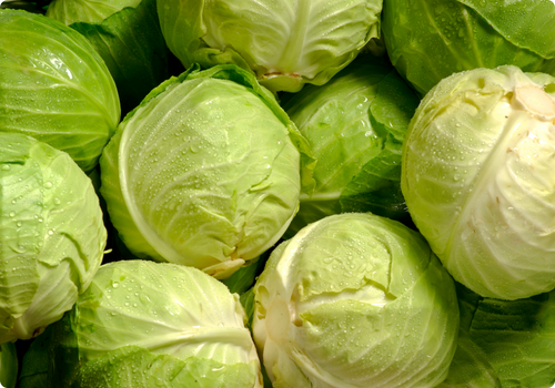 cabbage-Magiqa-vegetable